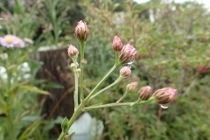 P9242840 (210x140).jpg