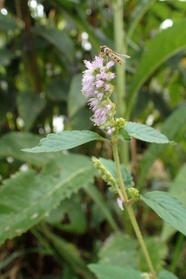 P9242842 (207x310).jpg