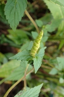 P9242843 (207x310).jpg
