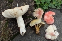P9242848 (210x140).jpg