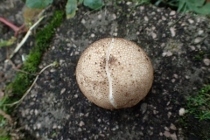 P9242855 (210x140).jpg