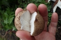 P9242856 (210x140).jpg