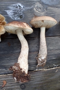 P9242860 (207x310).jpg
