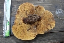 P9242861 (210x140).jpg