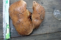 P9242862 (210x140).jpg