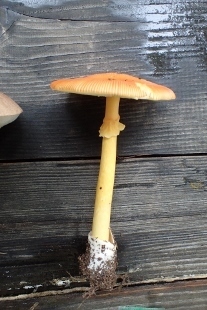 P9242863 (207x310).jpg