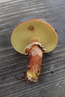P9242864 (207x310).jpg