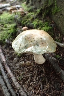 P9242867 (207x310).jpg