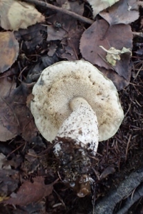 P9242869 (207x310).jpg