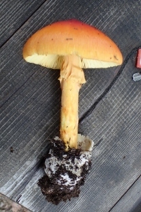 P9242870 (207x310).jpg