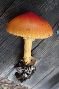 P9242871 (207x310).jpg