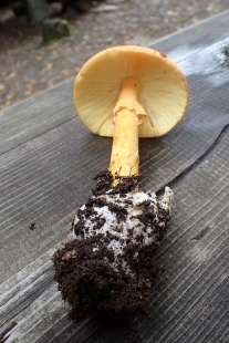 P9242872 (207x310).jpg
