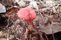P9242875 (210x140).jpg
