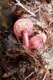 P9242876 (207x310).jpg
