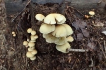 P9242883 (210x140).jpg