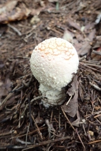 P9242885 (207x310).jpg
