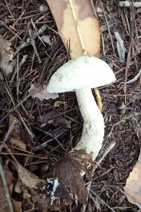 P9242886 (207x310).jpg