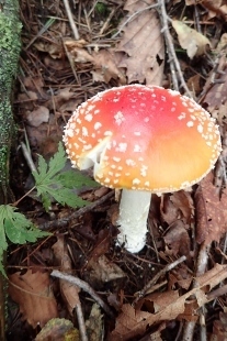 P9242891 (207x310).jpg