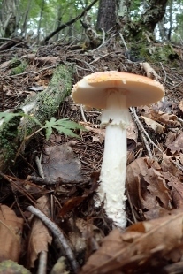 P9242892 (207x310).jpg