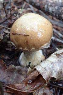 P9242895 (207x310).jpg