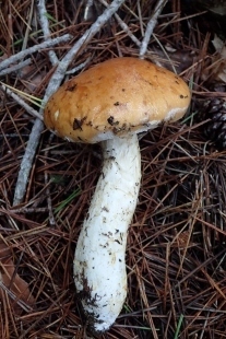 P9242896 (207x310).jpg