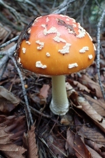 P9242897 (207x310).jpg