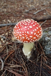 P9242900 (207x310).jpg