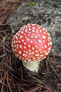 P9242901 (207x310).jpg