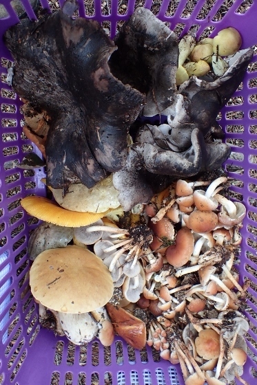 P9242903 (373x560).jpg