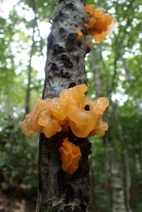 P9242906 (207x310).jpg