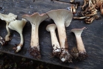 P9242908 (210x140).jpg