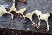 P9242909 (210x140).jpg