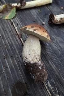 P9242914 (207x310).jpg