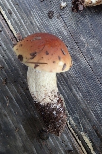 P9242915 (207x310).jpg