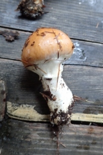 P9242918 (207x310).jpg