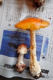 P9242929 (207x310).jpg