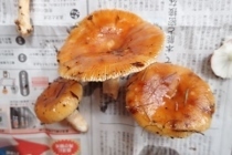 P9242930 (210x140).jpg