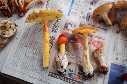 P9242931 (440x293).jpg
