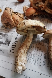 P9242933 (207x310).jpg
