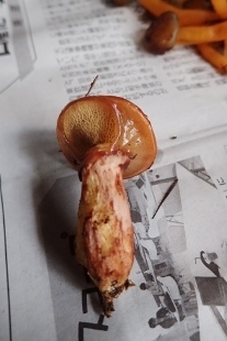 P9242935 (207x310).jpg