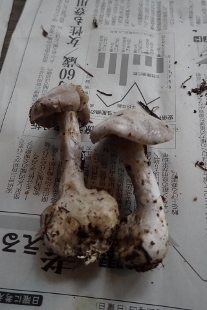 P9242936 (207x310).jpg