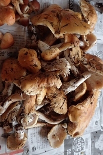 P9242940 (207x310).jpg