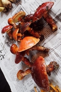 P9242941 (207x310).jpg