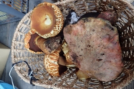 P9242949 (440x293).jpg