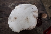 P9242954 (210x140).jpg