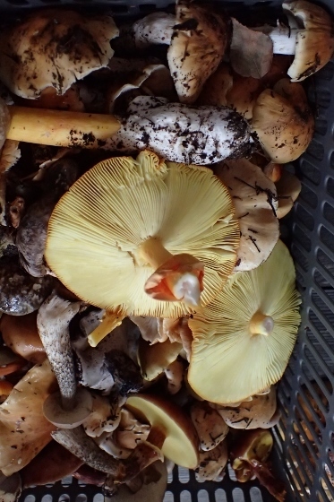 P9242961 (373x560).jpg