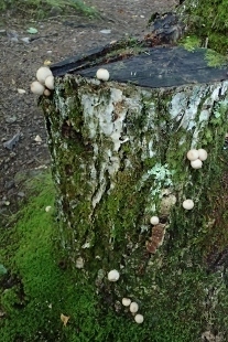 P9252997 (207x310).jpg