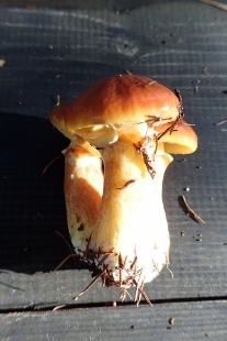 P9253008 (207x310).jpg