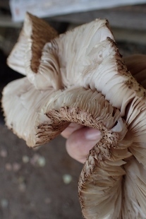 P9253015 (207x310).jpg