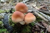 P9253021 (210x140).jpg